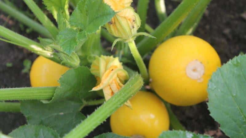 Orange zucchini-sort med eksotisk smag og originalt udseende: vi dyrker det og overrasker vores naboer