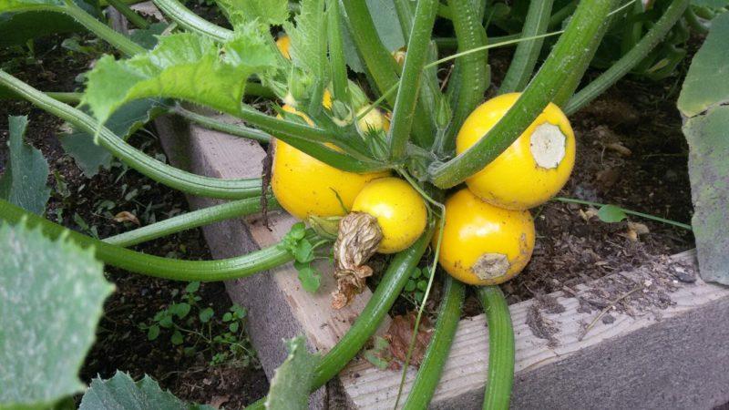 Variété de courgettes orange au goût exotique et à l'aspect original : on la cultive et on surprend nos voisins