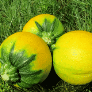 Variété de courgettes orange au goût exotique et à l'aspect original : on la cultive et on surprend nos voisins