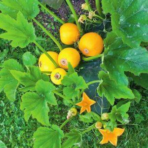 Orange zucchini variety with exotic taste and original appearance: we grow it and surprise our neighbors