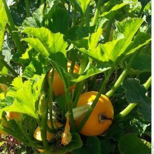 Variété de courgettes orange au goût exotique et à l'aspect original : on la cultive et on surprend nos voisins