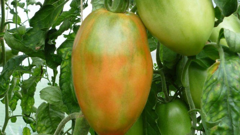 Vale a pena cultivar o tomate Princesa: a opinião dos veranistas e os segredos para obter uma rica colheita de tomates aromáticos