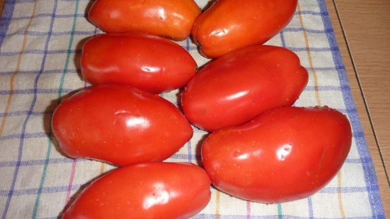 Adakah patut menanam tomato Puteri: pendapat penduduk musim panas dan rahsia mendapatkan hasil tuaian tomato aromatik yang kaya