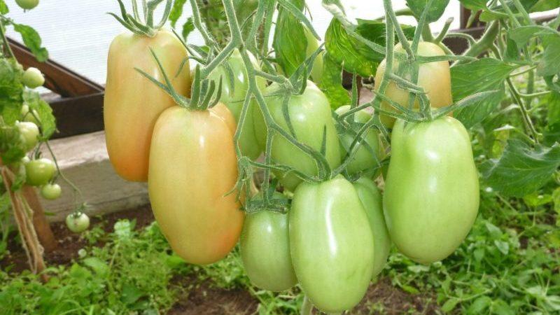 Lohnt es sich, die Princess-Tomate anzubauen: die Meinungen der Sommerbewohner und die Geheimnisse einer reichen Ernte aromatischer Tomaten