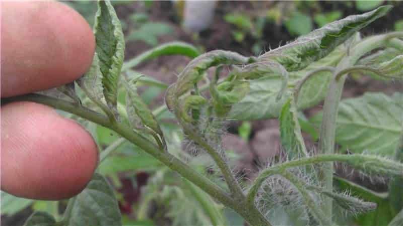 Er det verdt å dyrke Princess-tomaten: meningene til sommerboere og hemmelighetene til å få en rik høst av aromatiske tomater