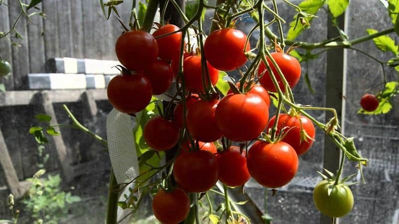 Buissons miniatures aux miettes de tomates - décoration de parterre de jardin : Tomate caramel et conseils pour la cultiver