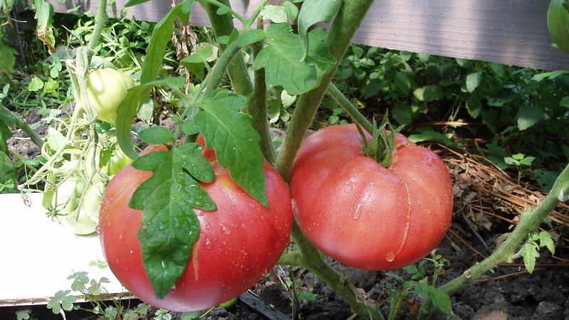 Eine Tomate, die perfekt aussieht und schmeckt. Frühe Liebe: richtig anbauen und Ertragsrekorde aufstellen