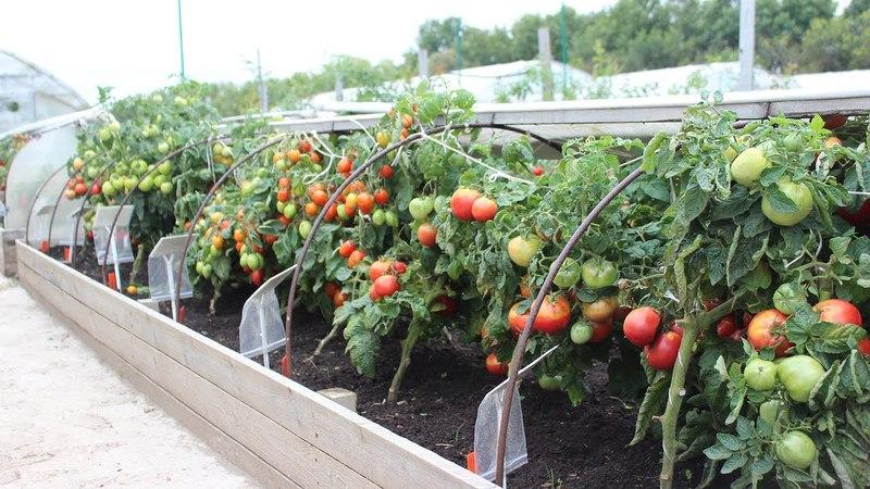 Tomates vermelhos Bugai - um grande híbrido que produz uma rica colheita