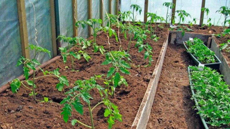 Tomates rojos Bugai: un híbrido grande que produce una rica cosecha