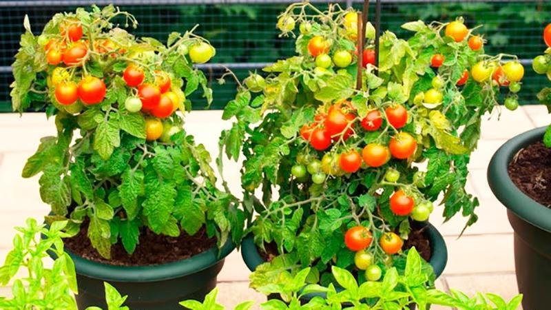 Het hele jaar door oogsten op het raam: tomaten kweken Balkonwonder thuis