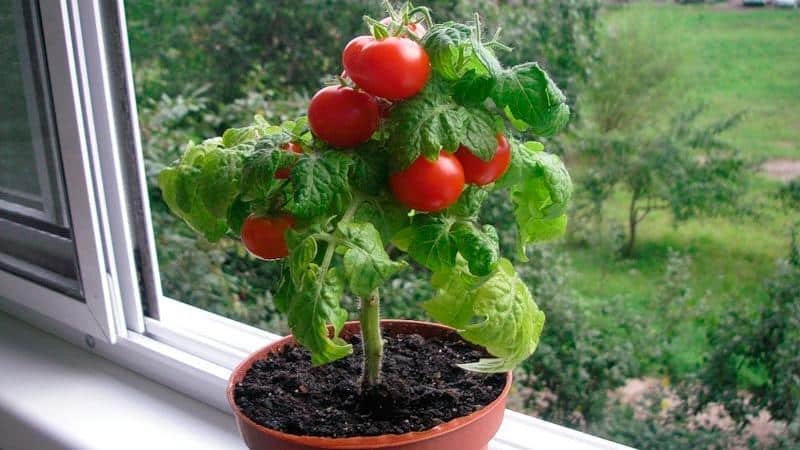 Harvest on the window all year round: growing tomatoes Balcony miracle at home