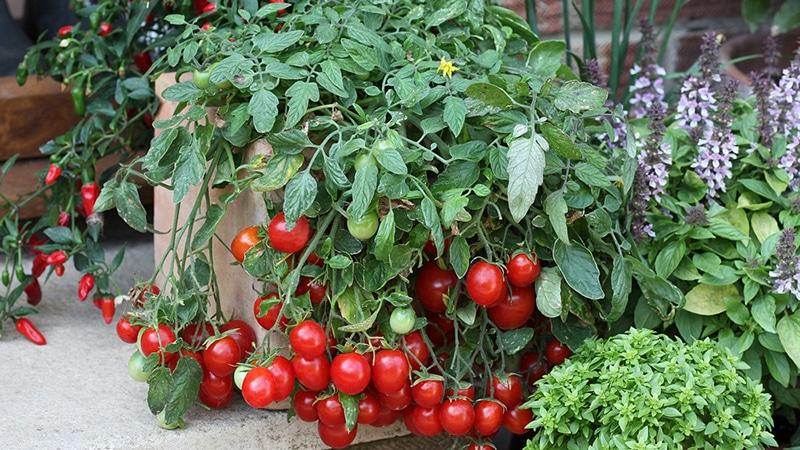 Cosecha en la ventana durante todo el año: cultivo de tomates Milagro del balcón en casa