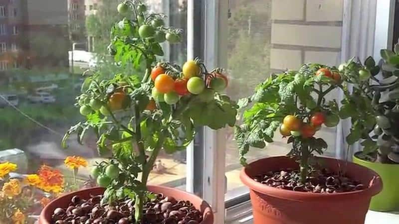 Cosecha en la ventana durante todo el año: cultivo de tomates Milagro del balcón en casa