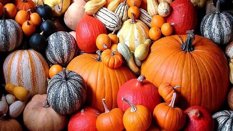 Tipos de variedades de calabaza: por qué son amadas y cómo lograr una buena cosecha