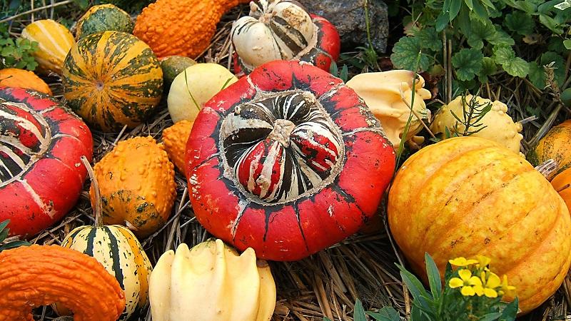 Tipus de varietats de carbassa butternut: per què s'estimen i com aconseguir una bona collita