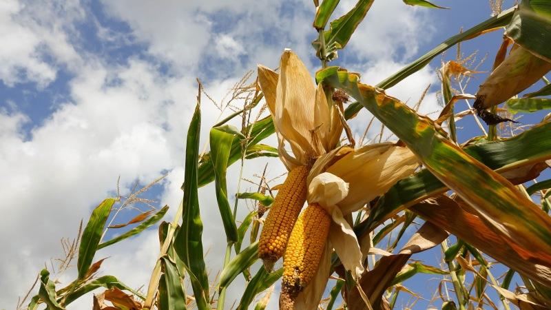 Pelbagai jenis jagung Bonduelle yang lazat dan manis: sesuai untuk pengetinan dan penggunaan segar