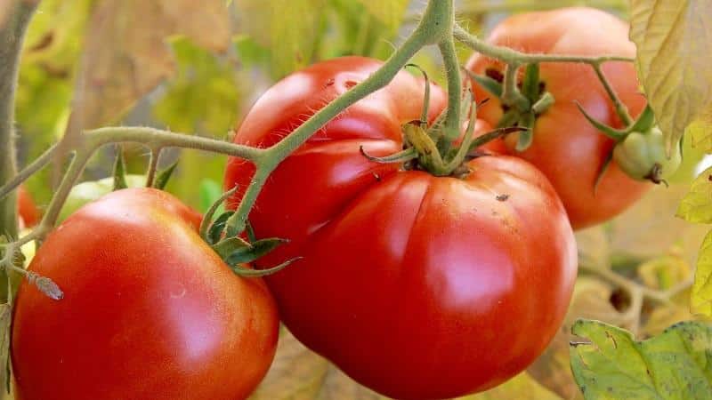 Tomato awal yang cerah dengan buah-buahan yang besar - tomato Raja pasaran dan rahsia penanamannya daripada tukang kebun yang berpengalaman