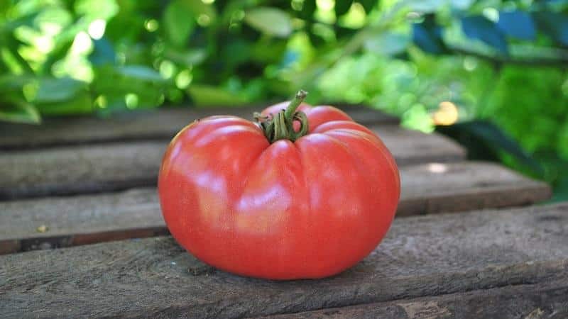 Ljus tidig tomat med stora frukter - kungen av marknadstomaten och hemligheterna bakom dess odling från erfarna trädgårdsmästare