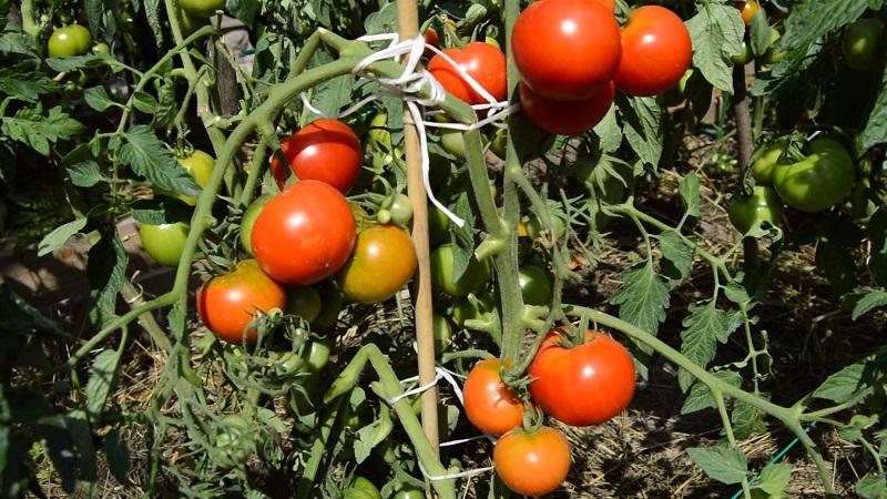 Mengapa semua orang sangat menyukai tomato Dacha?