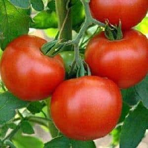 Hvorfor elsker alle Dacha-tomaten så mye?