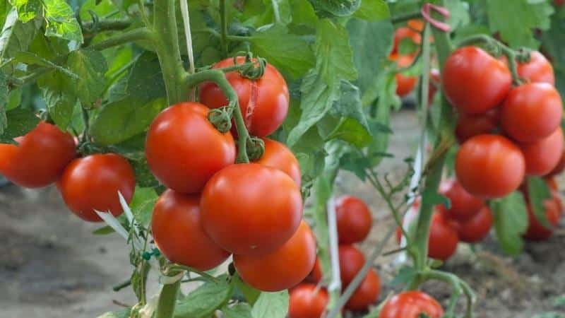 Hvorfor elsker alle Dacha-tomaten så mye?