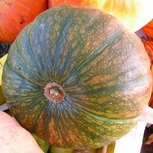 One of the most popular varieties of pumpkin Vitamin: how to get a rich harvest of a healthy and tasty vegetable