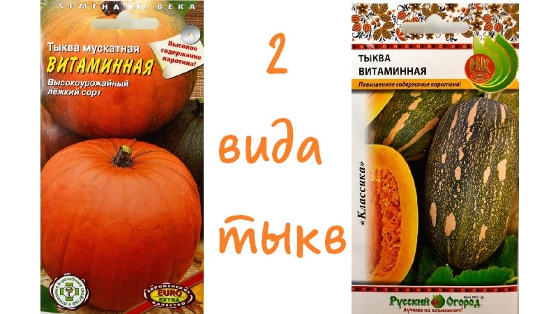 Una de las variedades más populares de vitamina de calabaza: cómo obtener una rica cosecha de una verdura sana y sabrosa