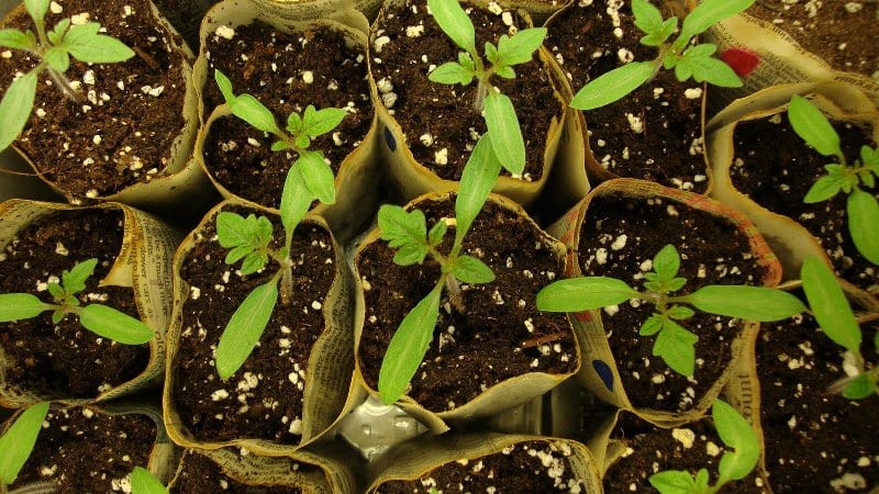 Ultra-early tomato White filling: nagtatanim kami ng mga punla mula sa mga buto, inililipat ang mga ito sa isang greenhouse o lupa at tinatamasa ang ani.