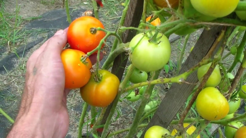 Ultra-early tomato White filling: nagtatanim kami ng mga punla mula sa mga buto, inililipat ang mga ito sa isang greenhouse o lupa at tinatamasa ang ani.