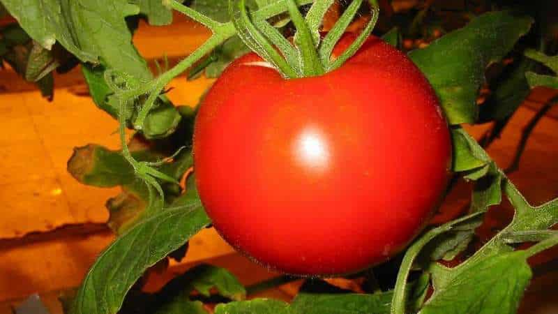 Ultra-early tomato White filling: nagtatanim kami ng mga punla mula sa mga buto, inililipat ang mga ito sa isang greenhouse o lupa at tinatamasa ang ani.