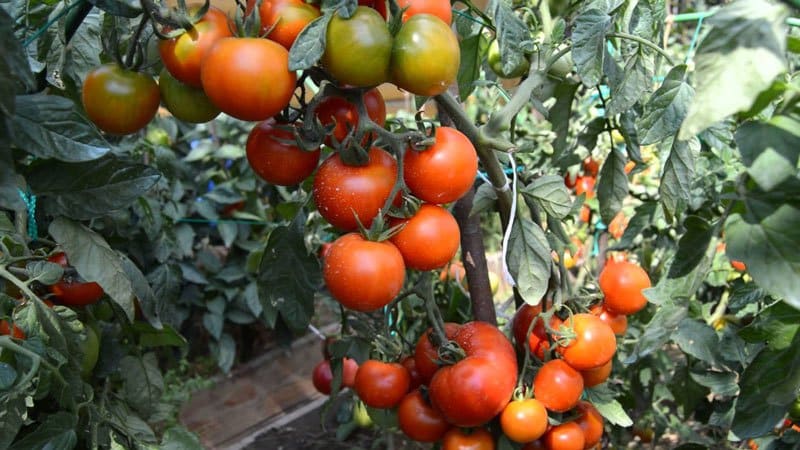 Ultra-early tomato White filling: nagtatanim kami ng mga punla mula sa mga buto, inililipat ang mga ito sa isang greenhouse o lupa at tinatamasa ang ani.