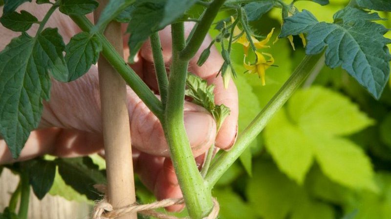 Tomates deliciosos y aromáticos que parecen bayas gigantes: el increíble tomate rojo fresa alemán