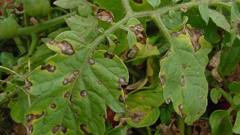 Tomàquets deliciosos i aromàtics que semblen baies gegants: el sorprenent tomàquet de maduixa vermella alemany