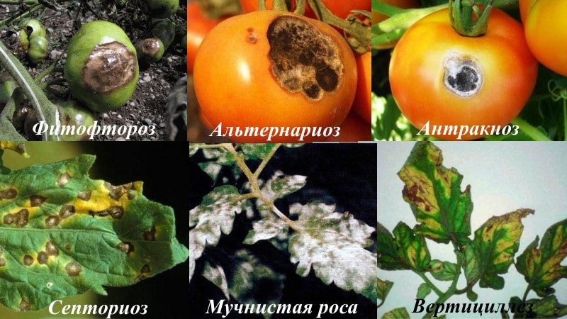 We fight tomato diseases easily and effectively: a selection of the best recipes for treating diseases