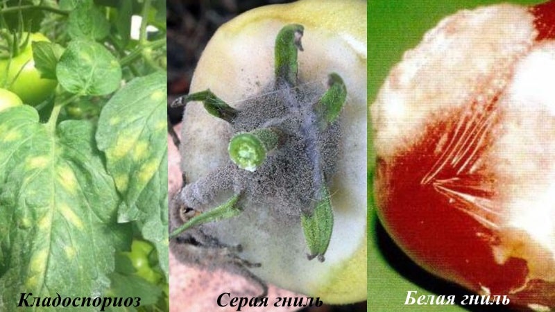 Combatimos las enfermedades del tomate de forma fácil y eficaz: una selección de las mejores recetas para tratar enfermedades