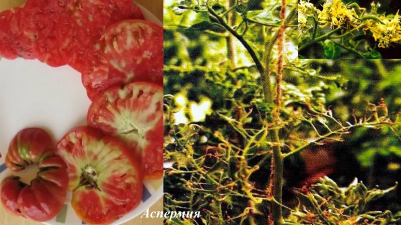 We fight tomato diseases easily and effectively: a selection of the best recipes for treating diseases