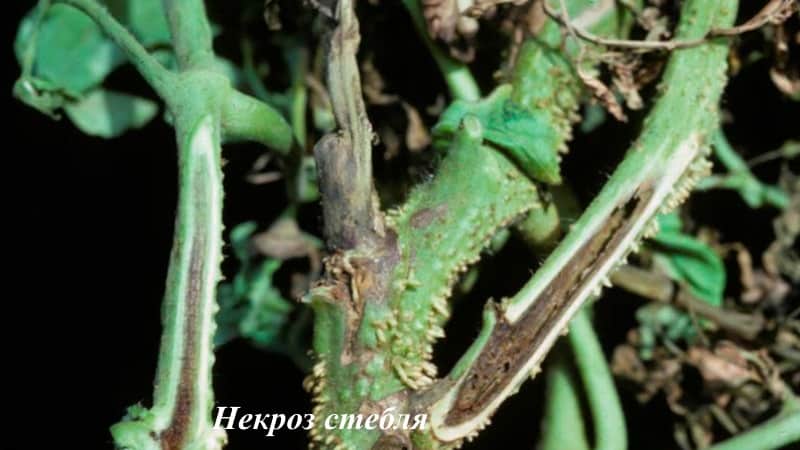 Combatimos las enfermedades del tomate de forma fácil y eficaz: una selección de las mejores recetas para tratar enfermedades