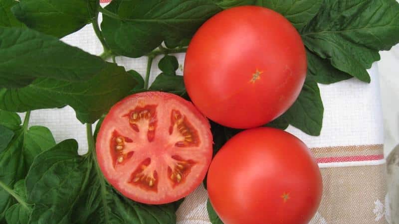 Tomato masak awal yang unik Anyuta, yang memungkinkan untuk mendapatkan tuaian berganda