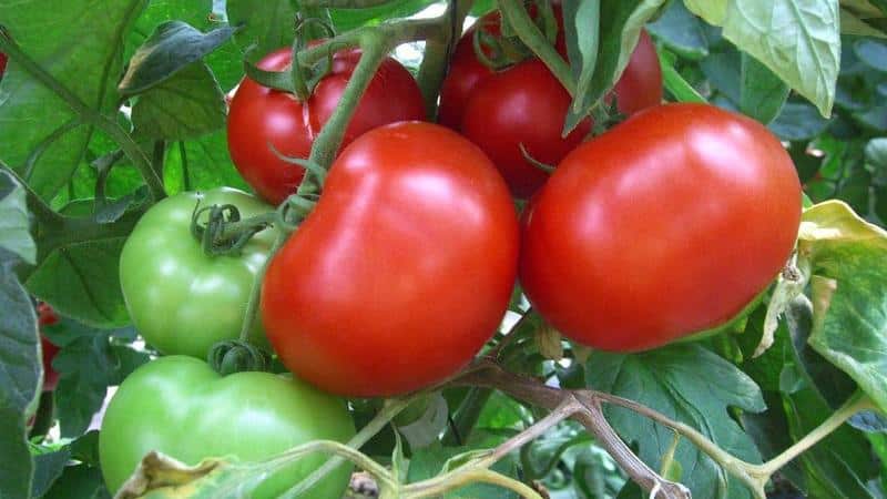 Tomato masak awal yang unik Anyuta, yang memungkinkan untuk mendapatkan tuaian berganda