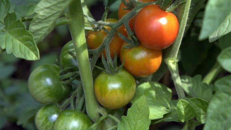 Tomato masak awal yang unik Anyuta, yang memungkinkan untuk mendapatkan tuaian berganda