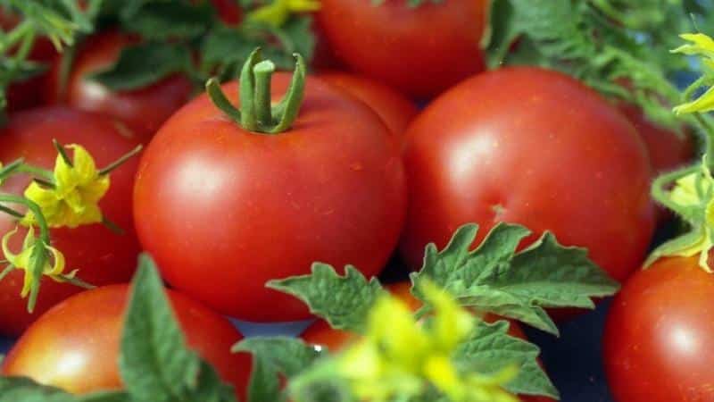 Tomato masak awal yang unik Anyuta, yang memungkinkan untuk mendapatkan tuaian berganda