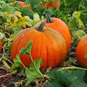 A large-fruited variety with a positive name - pumpkin Smile: secrets of agricultural technology for obtaining a bountiful harvest