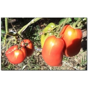 Masarap, matamis at makatas na Podsinsky miracle tomatoes - isang regalo mula sa Minusinsk amateur breeders