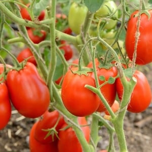 Masarap, matamis at makatas na Podsinsky miracle tomatoes - isang regalo mula sa Minusinsk amateur breeders