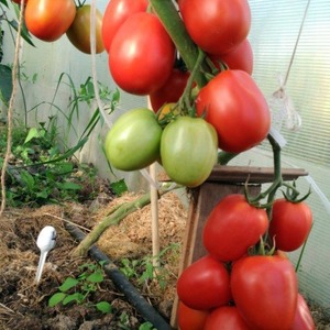 Tasty, sweet and juicy Podsinsky miracle tomatoes - a gift from Minusinsk amateur breeders