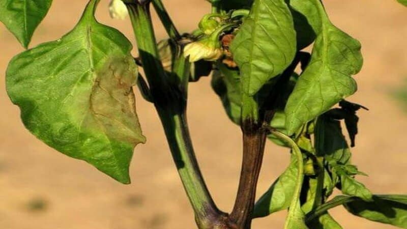 Maßnahmen zur Bekämpfung der Fusarium-Pfefferwelke und zur Verhinderung des Auftretens der Krankheit