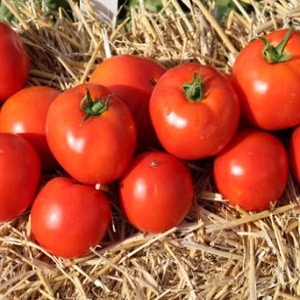 Starke, stabile Büsche für offenes Gelände - Tatyana-Tomate: Was ist gut und wie man sie richtig anbaut