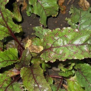 Una delle varietà più apprezzate dagli agricoltori sono le barbabietole Pablo