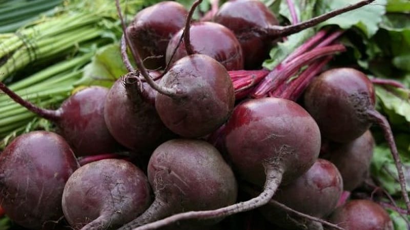 Eine der beliebtesten Sorten bei Landwirten sind Pablo-Rüben