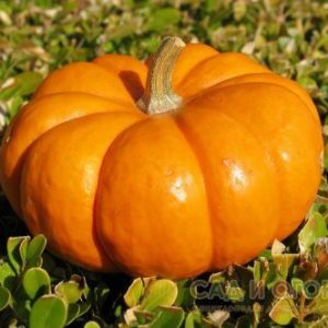 French guest on your site - Muscat de Provence pumpkin: why it is good and how to grow it correctly